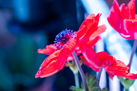 Anemone coronaria, the poppy anemone, known as Spanish marigold, or windflowerの写真素材
