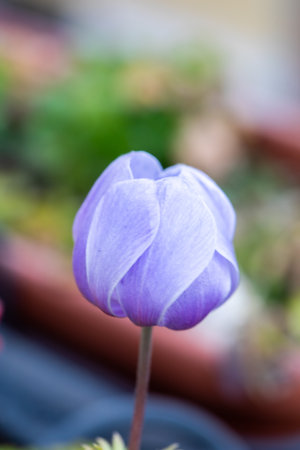 Anemone coronaria, the poppy anemone, known as Spanish marigold, or windflower