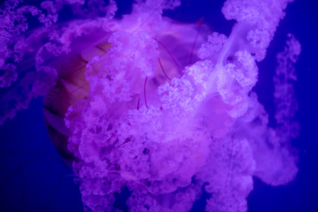 The Pacific sea nettle (Chrysaora Fuscescens),characterised by its brown bell with reddish marks, living at depths not exceeding 100 metresの写真素材