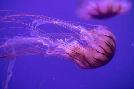 The Japanese sea nettle (Chrysaora pacifica) jellyfish swimming in the aquarium 
The Japanese sea nettle (Chrysaora pacifica) jellyfish swimming in the aquariumの写真素材