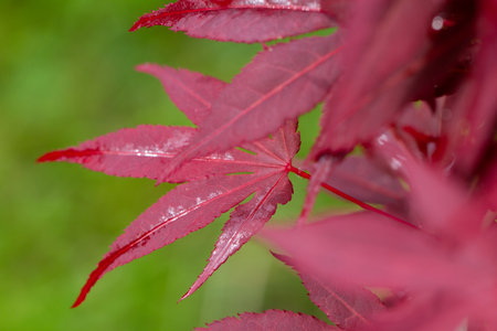 Close-up of acer rubrum, the red maple, also known as swamp maple, water maple, or soft maple