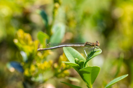 Enallagma cyathigerum (common blue damselfly, common bluet, or northern bluet, an important link...