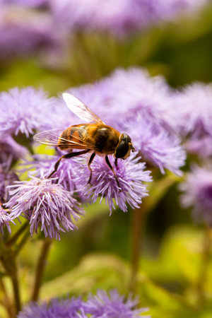 Macro of honeybee on flowers, collecting pollen in colourful countryside garden