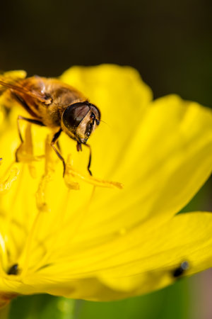 Macro of honeybee on flowers, collecting pollen in colourful countryside garden
