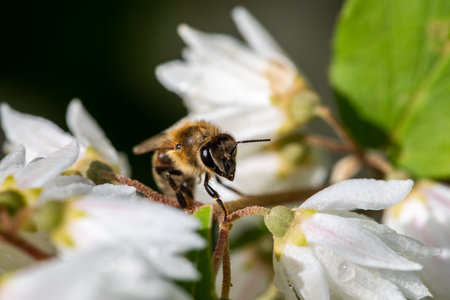 Macro of honeybee on flowers, collecting pollen in colourful countryside garden