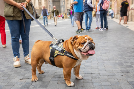 Murcia, Spain - April 22, 2023: Unknown locals and tourists going about their business on a Sunday morning in the city centre of Murcia, Spain on April 22nd, 2023のeditorial素材