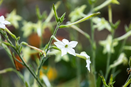 White flower of Nicotiana alata, with a strong night fragrance, in the garden. Shallow depth-of-field.の写真素材