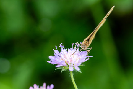 Insects collecting pollen on flowers in summer garden, with blur background. Habitat for insects, wildflowers and herbs.の写真素材