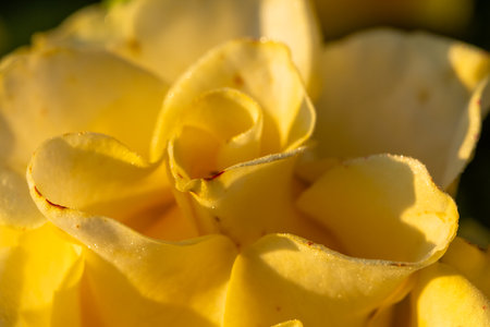 Close-up of roses in different colours, with water drops on petals, over green natural backgroundの写真素材