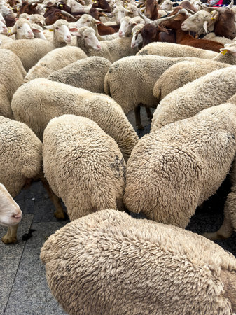 Madrid, Spain - October 23, 2023: Fiesta de la Trashumancia, sheep and goat flocks with hearders and traditional costumes on Madrid's streets on ancient herding route in Madrid, Spain on October 23rd, 2023のeditorial素材