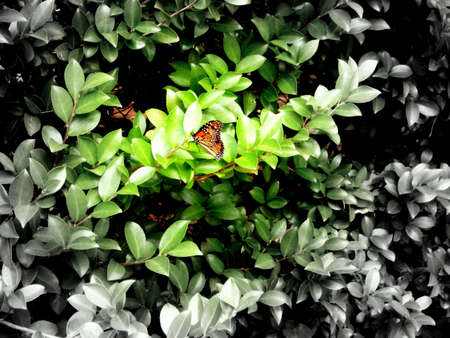 butterfly on leafの写真素材