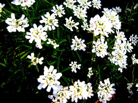 flowersの写真素材