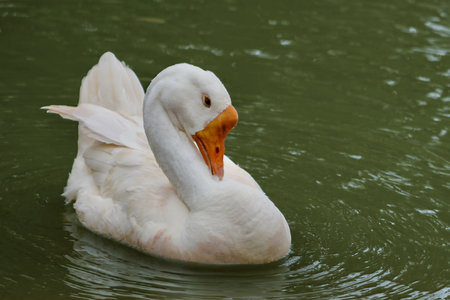 A white duck is swimming in a pond. The duck is looking at the camera. The water is green and calmの写真素材