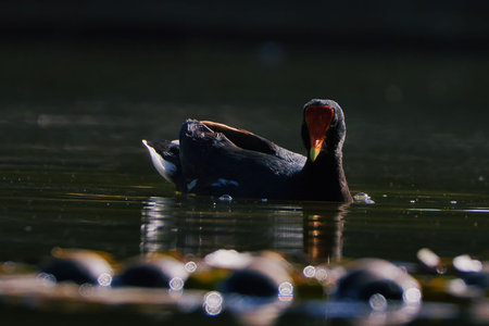 A duck is swimming in a pond with a few other ducks in the background. The duck is the main focus of the image, and it is enjoying its time in the waterの写真素材