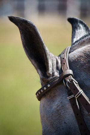 A horse with a brown bridle and a black nose. The bridle is made of leather and has a silver buckle. The horse's ears are long and pointy.の写真素材