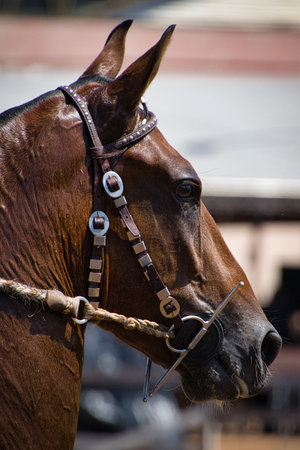 A brown horse with a bridle on its head. The bridle has a silver piece of metal in it. Mangalarga...