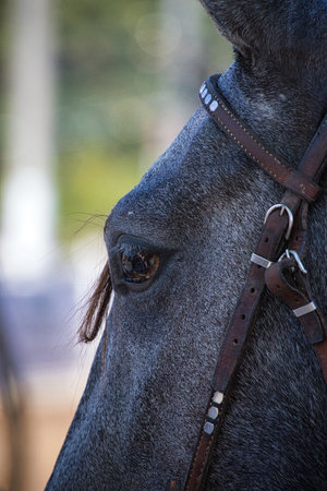 A horse's head with a brown bridle. The horse's eyes are closed. The horse's head is turned to the...