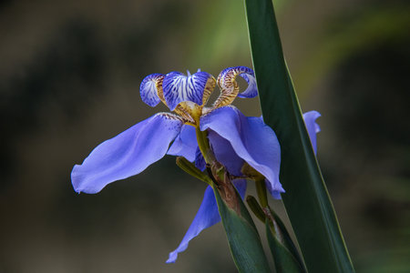 A purple flower with brown spots on it. The flower is on a stem.
