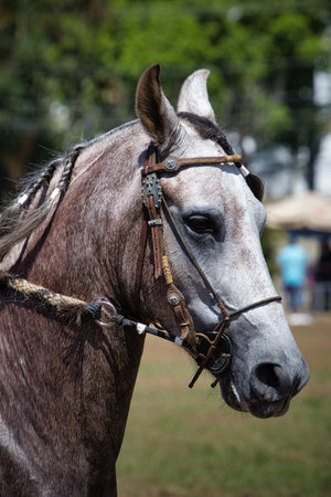 A horse with a bridle on its head. The bridle is brown and has a black noseband Mangalarga Marchador