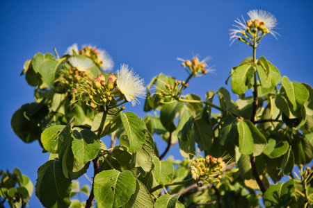 A tree with green leaves and white flowers. The tree is in a field with a blue sky
