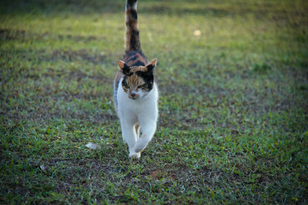 A cat is walking on the grass. The cat is white and blackの写真素材