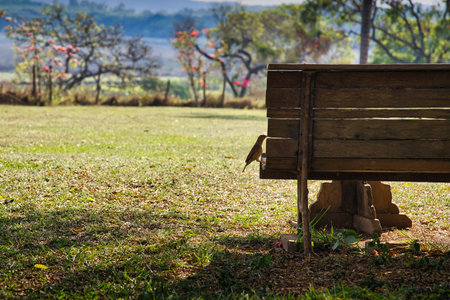 A bench is in a grassy field with a bird sitting on it. The bench is wooden and has a rustic look. The bird is perched on the back of the bench, looking around. The scene is peaceful and sereneの写真素材