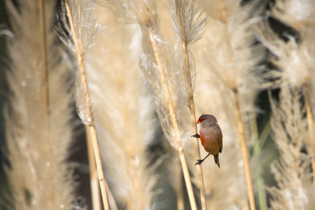 A bird is perched on a tall stalk of grass. The grass is dry and brown, and the bird is the only...