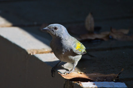 A small bird is standing on a ledge in the sun. The bird is looking to the leftの写真素材