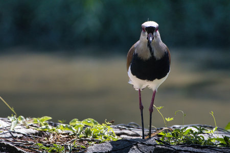 A bird is standing on a rock near a body of water. The bird is brown and white in colorの写真素材