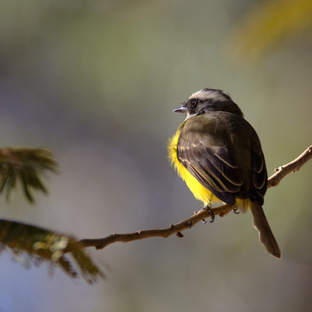 A yellow bird is perched on a branch. The bird is small and brown. The branch is thin and the bird is sitting on it.の写真素材
