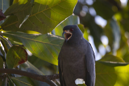 A bird is perched on a tree branch. The bird is black and yellow and open mouthの写真素材