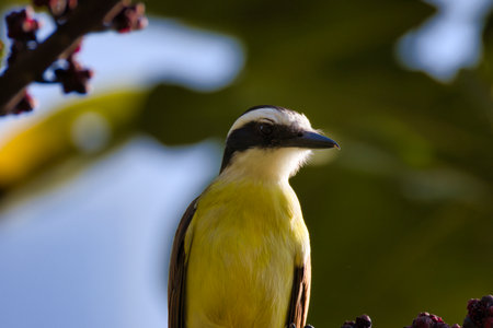A yellow bird is perched on a branch. The bird is looking to the left. The sky is blue and the...