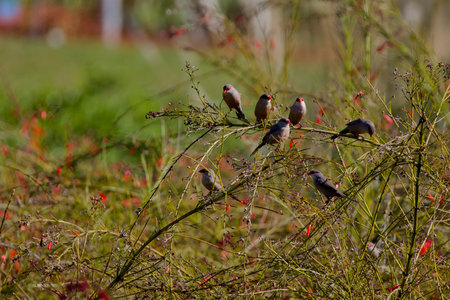 A group of birds are perched on a branch in a garden. The birds are of different sizes and colors, and they seem to be enjoying the sunny day. The scene is peaceful and sereneの写真素材