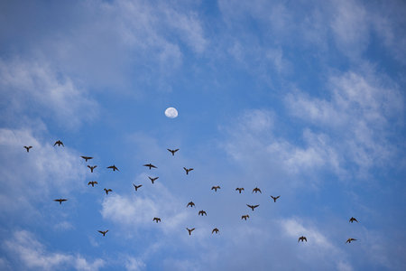 A group of birds flying in the sky with a large moon in the background. Concept of tranquility and calmness, as the birds soar through the clear blue sky, seemingly undisturbed by the world belowの写真素材