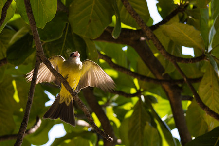 A yellow bird is perched on a tree branch. The bird is singing and looking up at the sky. Concept of freedom and joy, as the bird is able to fly and sing in its natural habitatの写真素材