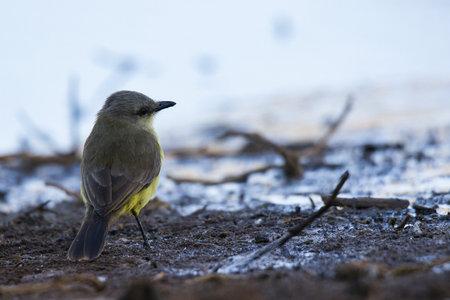 A small bird is standing on the ground in the snow. The bird is yellow and has a black beak. The...