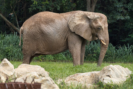 A large elephant is walking through a grassy area with rocks in the background. The elephant appears...