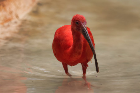A red bird is standing in the water. The bird is small and has a long beakの写真素材