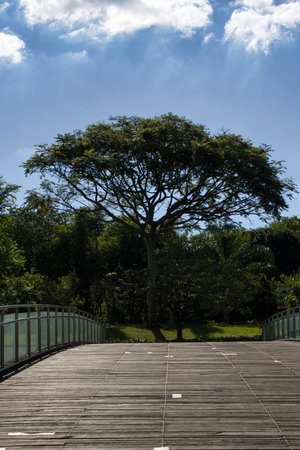A large tree stands in the middle of a wooden bridge. The sky is clear and blue, and the sun is shining brightly. The scene is peaceful and serene, with the tree providing a sense of calmの写真素材