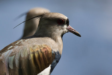 Head shot of a bird has a red beak and is looking to the right