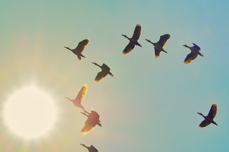 A flock of birds flying in a circle in the sky. The birds are in different positions and some are...