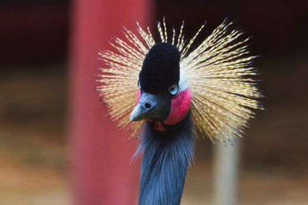 A bird with a long beak and a golden head. The bird is looking at the camera