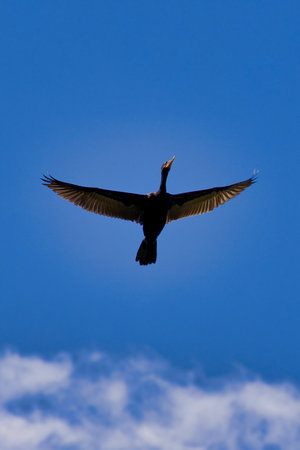 A bird is flying in the sky with a blue sky in the background. The bird is black and whiteの写真素材
