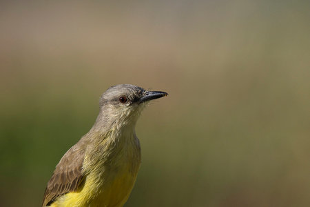 A bird with a yellow head and brown body is standing in a field.