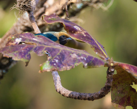 A bird is sitting on a leaf that is brown and yellow. The bird is small and colorfulの写真素材