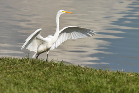 A large white bird with a long neck is walking on a grassy area near a body of water. The bird has...
