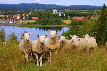 Some curious sheeps in Hälsingland, Sweden.の写真素材