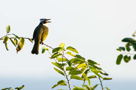 Chinese bulbul singing on the branchの写真素材