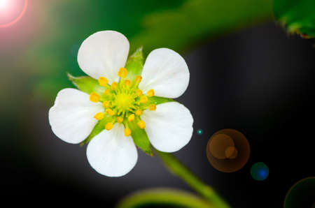 Strawberry flowerの写真素材