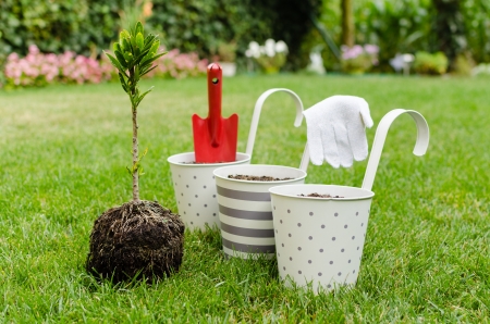 Preparing to planting new tree into the flowerpot in blooming gardenの写真素材
